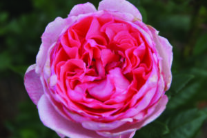 Fragonard Rose 5lt