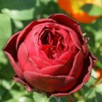 Francois Krige Rose 5lt