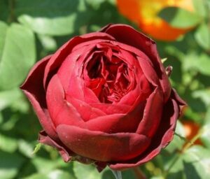 Francois Krige Rose 5lt
