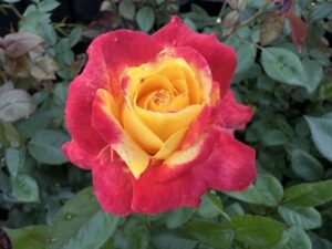 Garden Flame KORvibaex (P) Rose 5lt