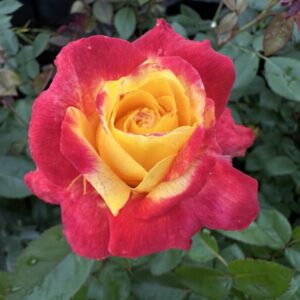 Garden Flame KORvibaex (P) Rose 5lt