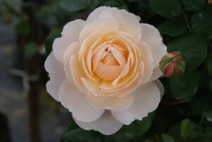 Garden & Home Rose 5lt