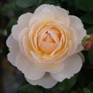 Garden & Home Rose 5lt