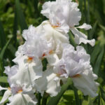 Bearded Iris Glacier Spoon