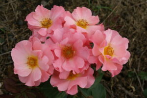 Gnome World Rose 5lt