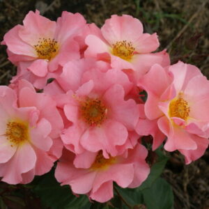 Gnome World Rose 5lt