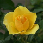 Gold Reef Rose 5lt