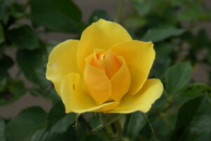 Gold Reef Rose 5lt