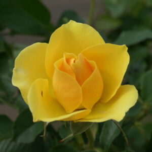 Gold Reef Rose 5lt