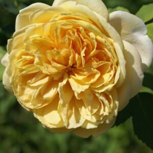 Golden Celebration Rose 5lt