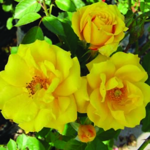 Goldmarie ’82 Rose 5lt
