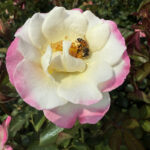 Goosebumps KORbugoo (P) Rose 5lt