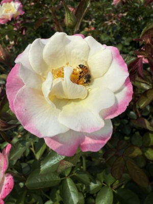 Goosebumps KORbugoo (P) Rose 5lt