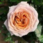 Great Gatsby Rose 5lt