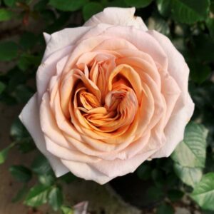 Great Gatsby Rose 5lt