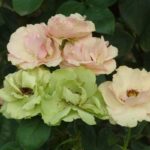 Greensleeves Rose 5lt