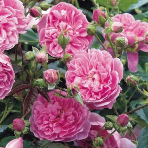 Harlow Carr Rose 5lt