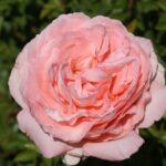 Heatherby Rose 5lt