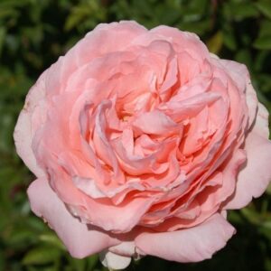 Heatherby Rose 5lt