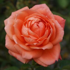 Helpmekaar Rose 5lt