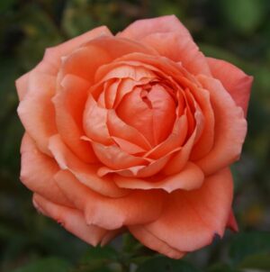 Helpmekaar Rose 5lt