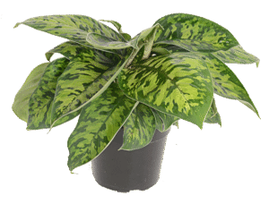 Homalomena Camouflage 23cm Pot