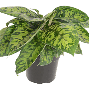 Homalomena Camouflage 23cm Pot