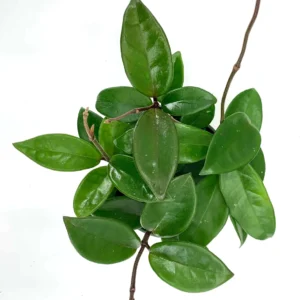 Hoya Carnosa Green 20cm Hanging Basket