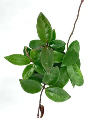 Hoya Carnosa Green 20cm Hanging Basket