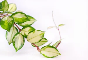 Hoya Carnosa Green Variegated 20cm Hanging Basket