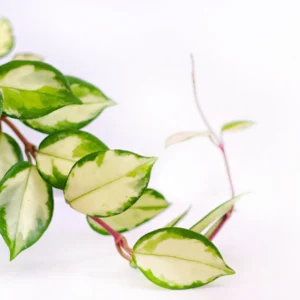Hoya Carnosa Green Variegated 20cm Hanging Basket
