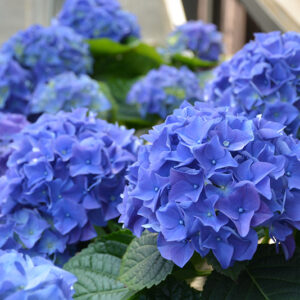 Hydrangea Early Blue 14cm Pot Hydrangea Early Blue 14cm Pot