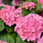 Hydrangea Early Pink 14cm Pot