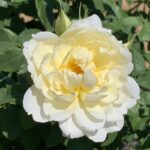 Imogen AUStritch Rose 5lt