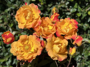 Impasto KORficrami (P) Rose 5lt