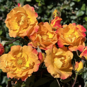 Impasto KORficrami (P) Rose 5lt