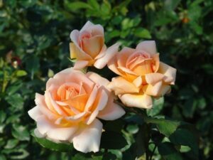 Isa Carstens Rose 5lt