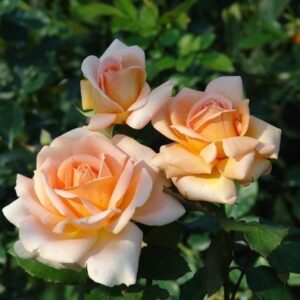 Isa Carstens Rose 5lt