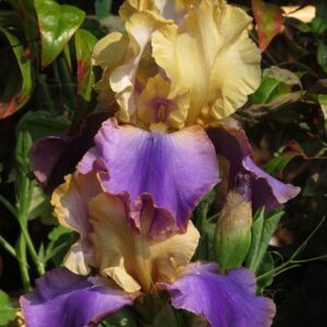 Bearded Iris Jaypark Bearded Iris Jaypark