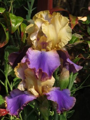 Bearded Iris Jaypark Bearded Iris Jaypark