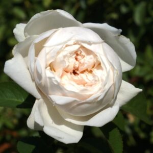 Joan Kruger Rose 5lt
