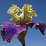 Bearded Iris Jurassic Park