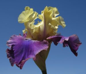 Bearded Iris Jurassic Park Bearded Iris Jurassic Park