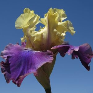 Bearded Iris Jurassic Park Bearded Iris Jurassic Park