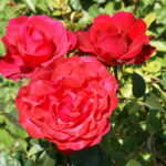 Karoo Rose 5lt