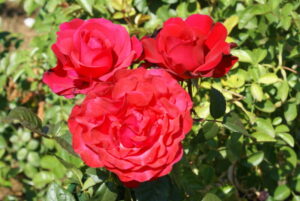 Karoo Rose 5lt
