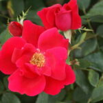 Knock Out Rose 5lt