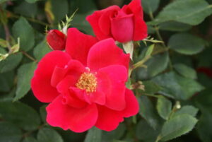Knock Out Rose 5lt