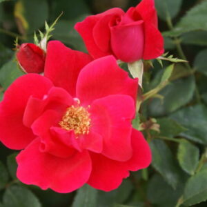 Knock Out Rose 5lt