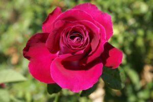 Kovsie Roos Rose 5lt